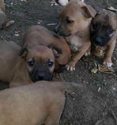 Vind urgent cățeii de rasa Pitbull 100%