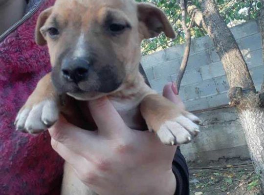 Vind urgent cățeii de rasa Pitbull 100%