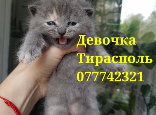 Продаются шотландские котята