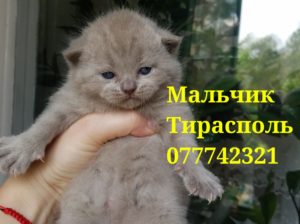 Продаются шотландские котята