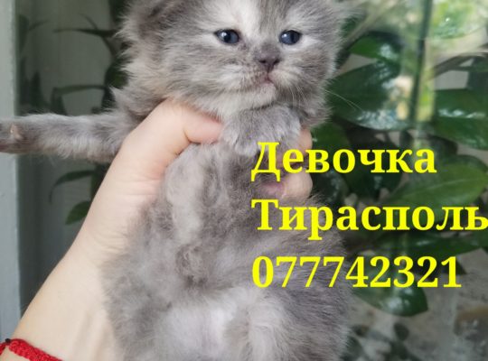 Продаются шотландские котята