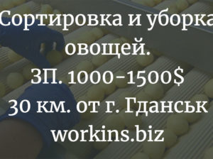 Работа на производственной линии. Сортировка и уборка овощей