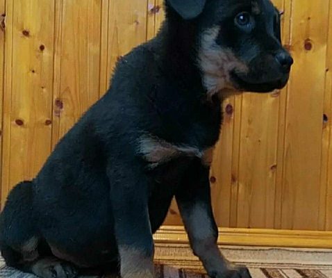 Vînd o fetiţa rottweiler