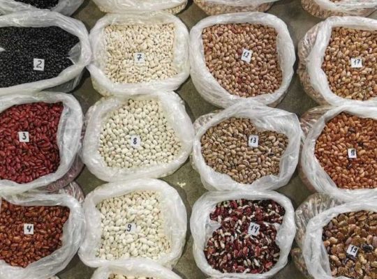 Sell ​​beans Bandolya, White round, Kidni, Mavka, etc.