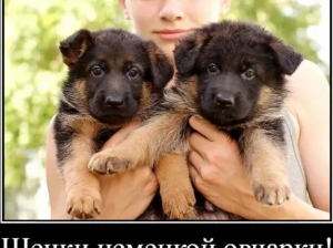 Наши немчурашки уже готовы перейти в ваш дом