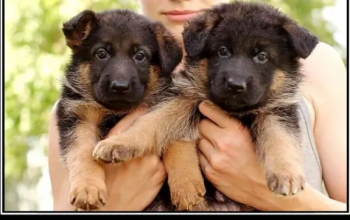 Наши немчурашки уже готовы перейти в ваш дом