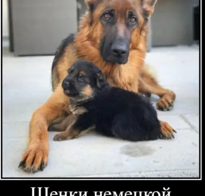 Наши немчурашки уже готовы перейти в ваш дом