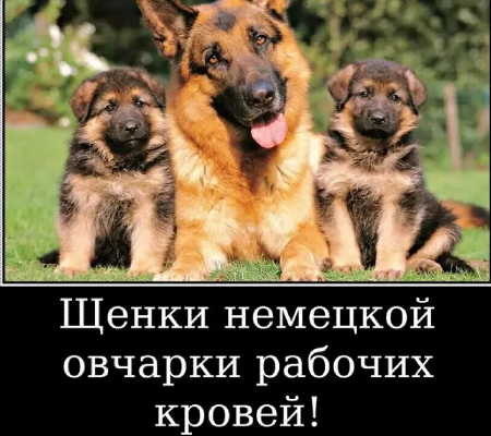 Наши немчурашки уже готовы перейти в ваш дом