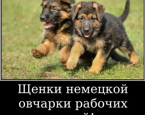 Наши немчурашки уже готовы перейти в ваш дом